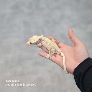쏘야니카 3