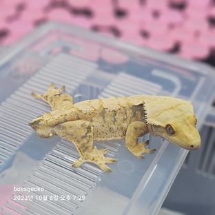 노멀 트라이 드리피