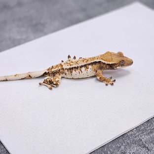 트라이