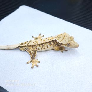트라이