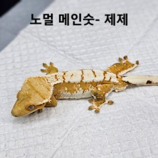 제제
