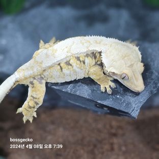 메리