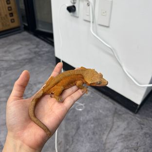 노멀 레드 바이 달마시안