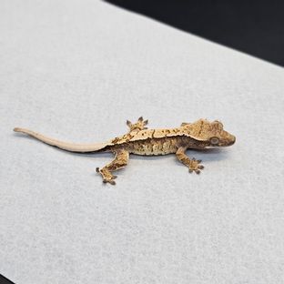 트라이