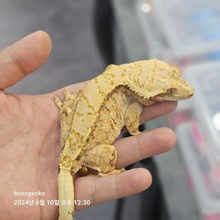 트라이