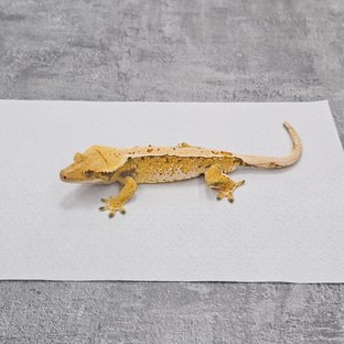 Normal White Spot Pinstripe Drippy Tri