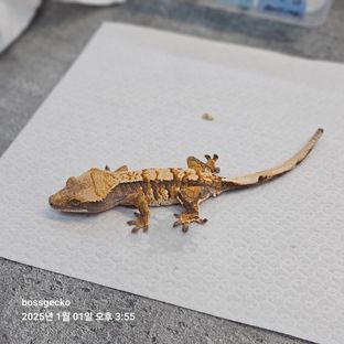 트라이