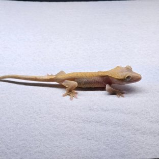 Hypo Pied