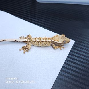 트라이 바브