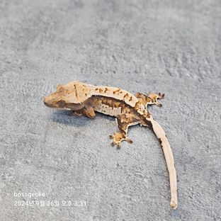 Fw