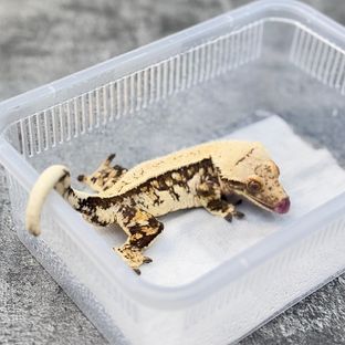Normal Tri White Spot Extreme Harlequin Quad