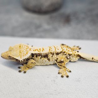 노아