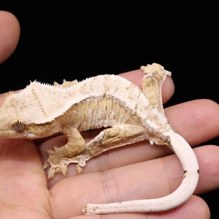 Creamsicle Normal White Spot