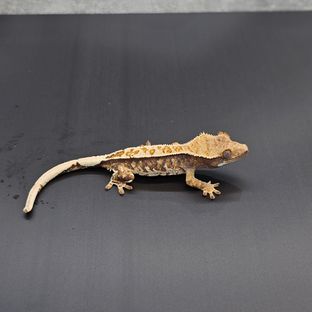 트라이