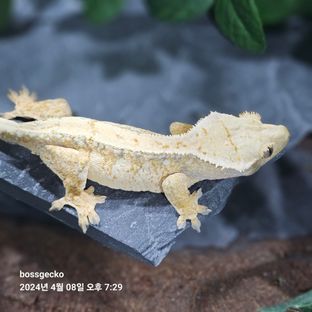 봄이