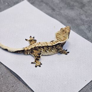 트라이 바브