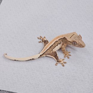 Lilly 100% Het Axanthic