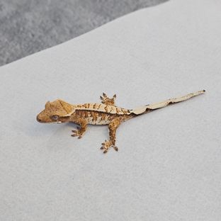 트라이