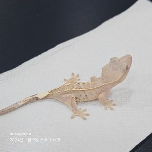 하이포2