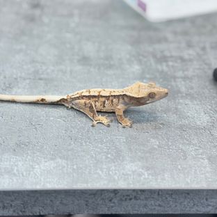 트라이