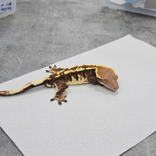 Cappuccino Tri Pinstripe