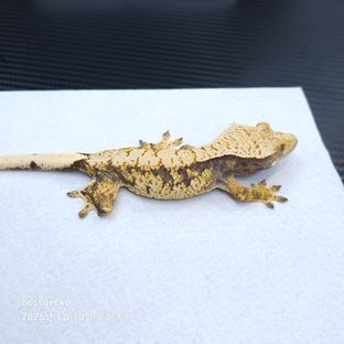트라이
