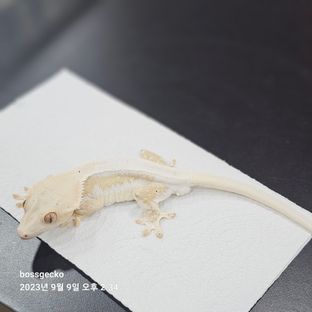 릴리화이트