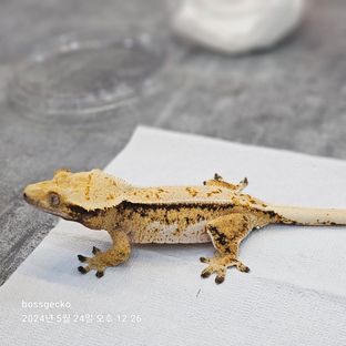 트라이