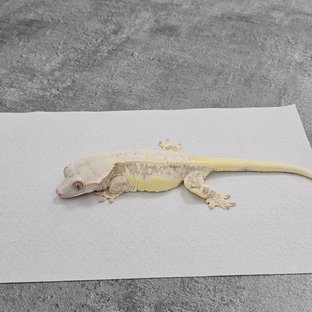 릴리화이트 옐로우 크림