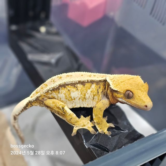 트라이