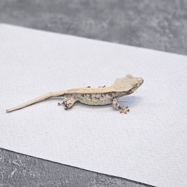 노멀 화이트스팟 드리피 풀핀 쿼드 화이트