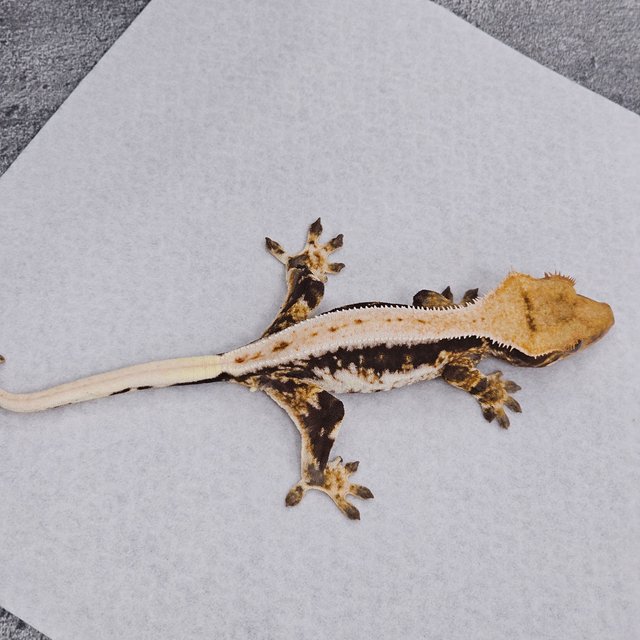 Lilly 100% Het Axanthic