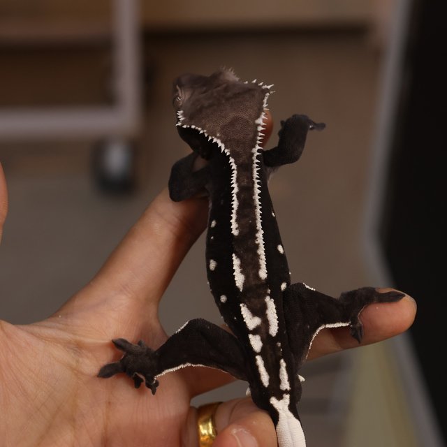 Axanthic