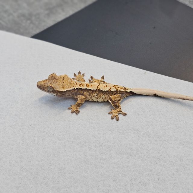 트라이