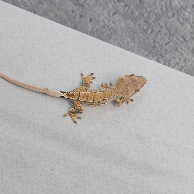 Normal Tri Extreme Harlequin
