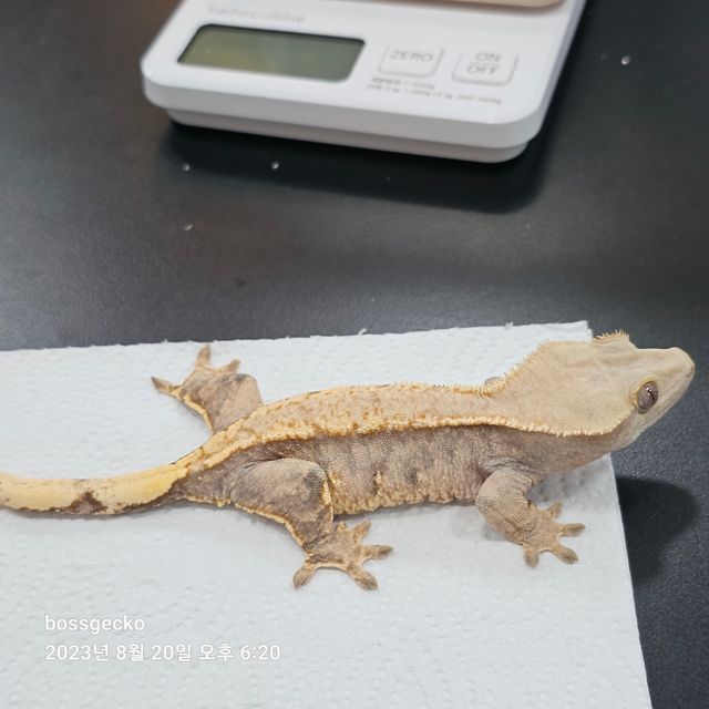트라이