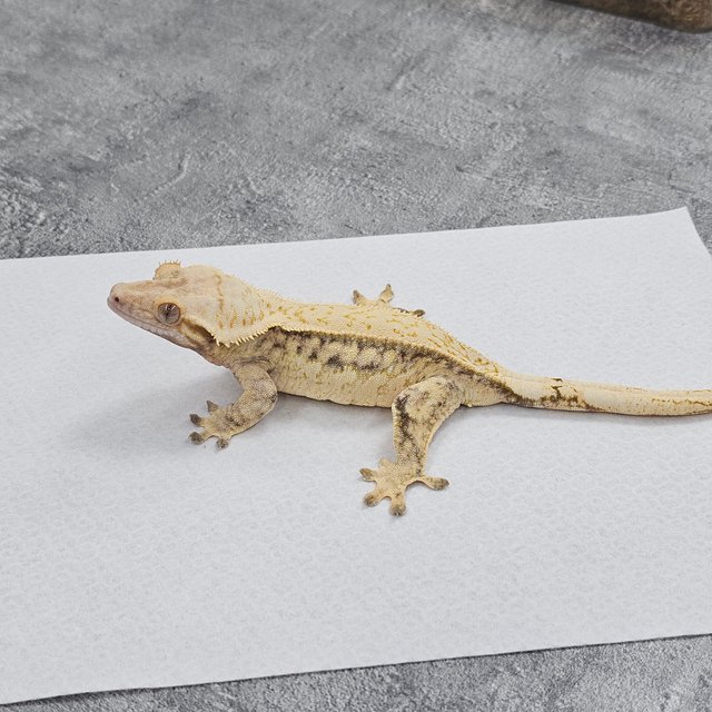 Normal Quad Drippy White Spot