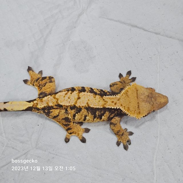 노멀 트라이 바브