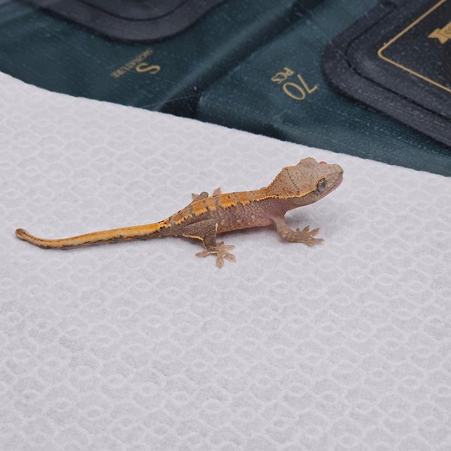 파이드 릴리화이트