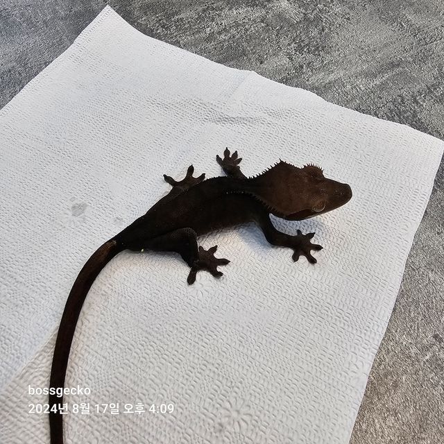 챠콜 알티