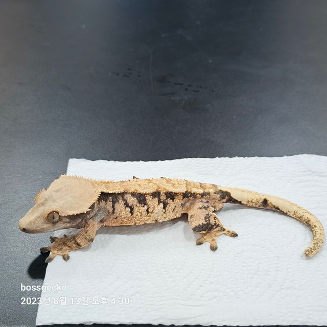트라이