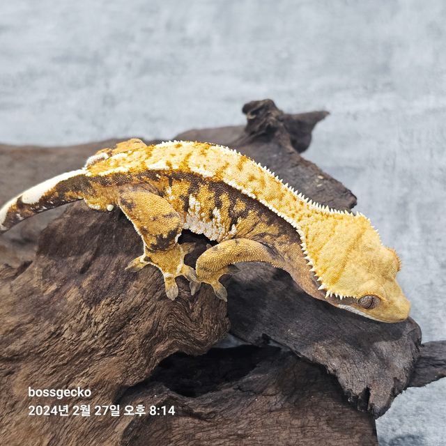 트라이 바브