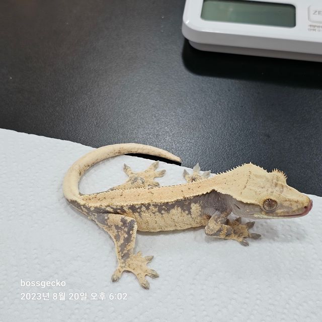 익스트림할리퀸