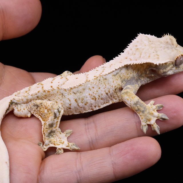 White Tri