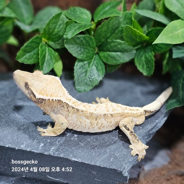 트라이