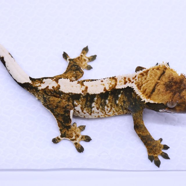Tri
