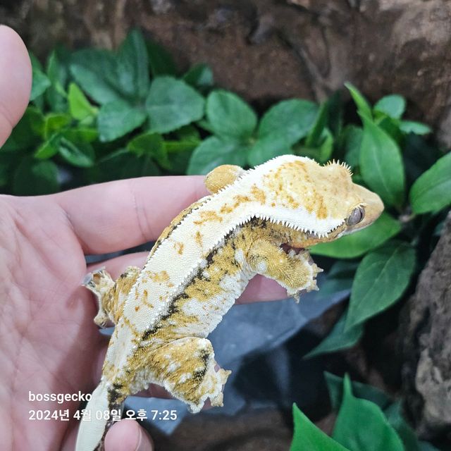 트라이