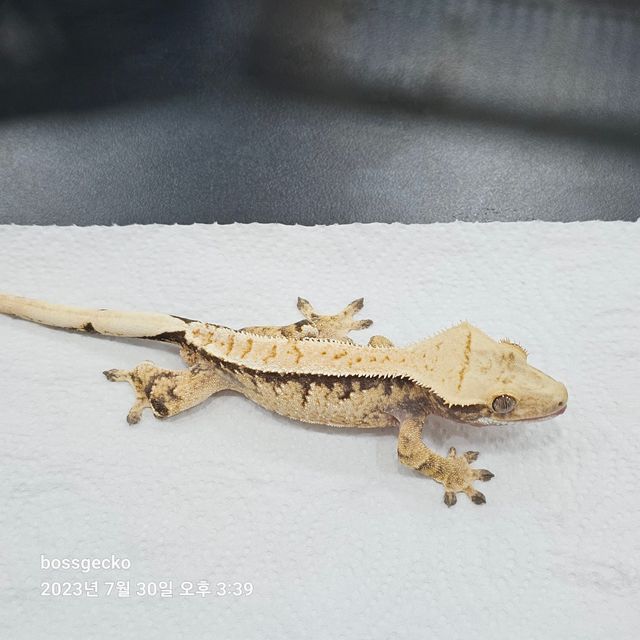트라이 드리피