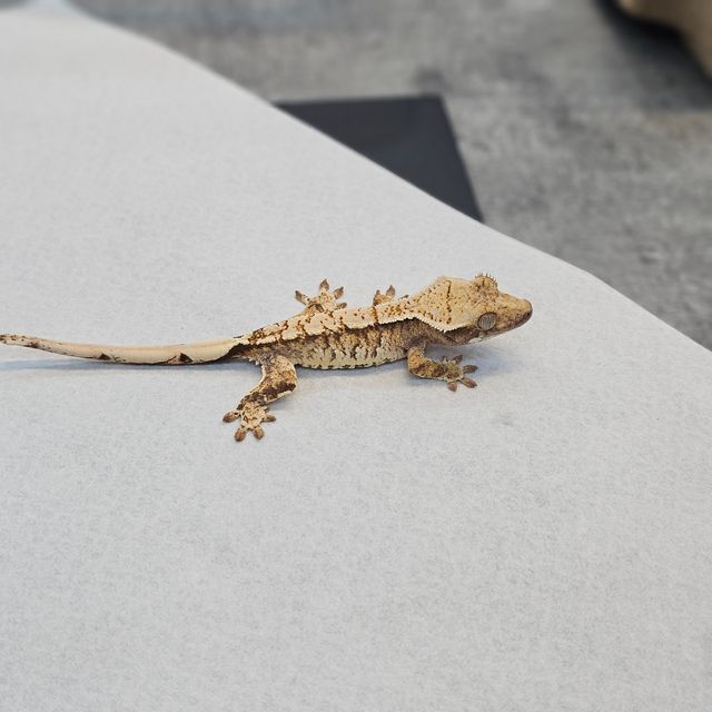 트라이