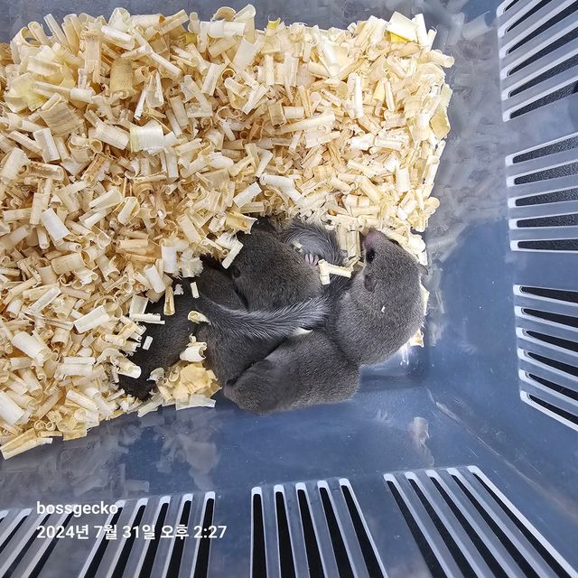 노말